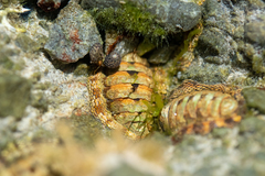 Sypharochiton pelliserpentis