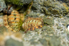 Sypharochiton pelliserpentis