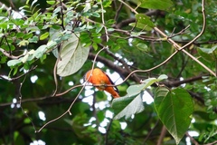 Pericrocotus solaris