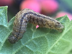 Zanclognatha pedipilalis