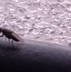 Diptera