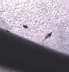 Diptera