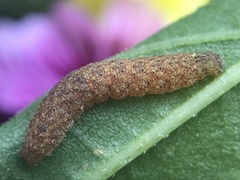 Zanclognatha jacchusalis
