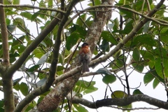 Hemixos castanonotus