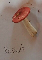 Russula betularum