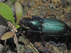 Harpalus honestus