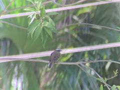 Tyrannidae
