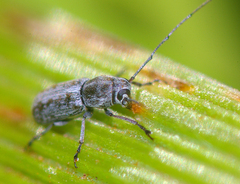Euciodes suturalis