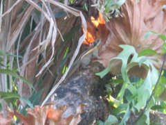 Tamiops mcclellandii