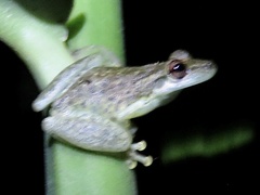 Scinax ruber