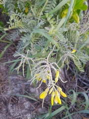 Sophora tomentosa