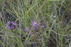 Cleome elegantissima