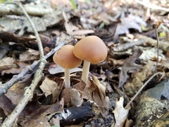 Psathyrella kauffmanii