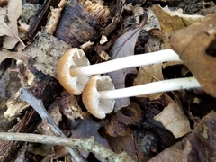 Psathyrella kauffmanii