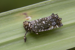 Elasmoscelis perforata