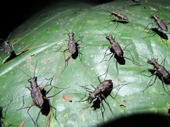 Odontocheila