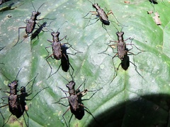 Odontocheila