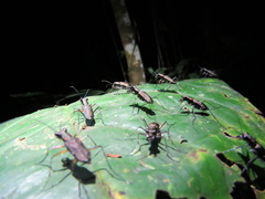 Odontocheila