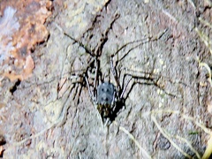 Gonyleptoidea