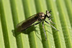 Atoniomyia