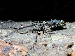 Gonyleptoidea