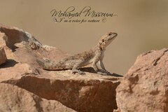 Agama bibronii