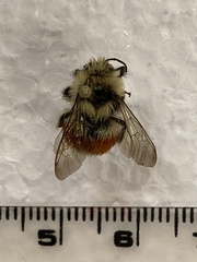 Bombus sylvicola