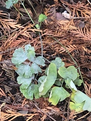 Erysiphe aquilegiae