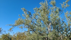 Agapornis roseicollis