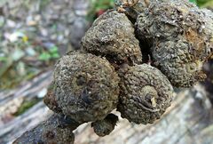 Lithocarpus phansipanensis