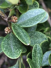 Eurytetranychus buxi