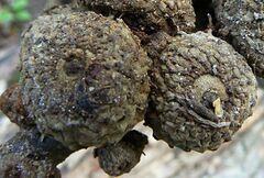 Lithocarpus phansipanensis