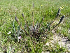 Echiostachys incanus