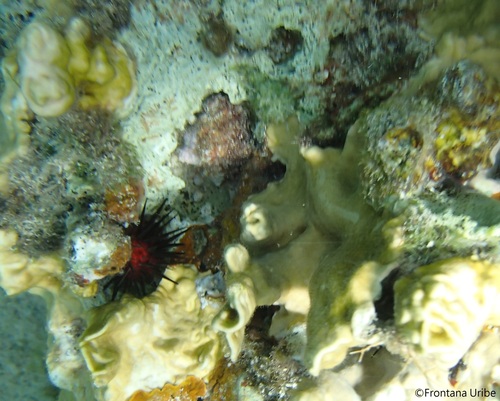 Atlantic Rock-boring Urchin, photo 9 of 10