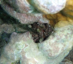 Eucidaris tribuloides