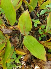 Convallaria majalis