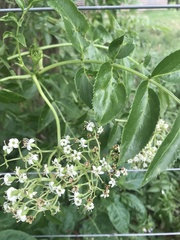 Sambucus australis