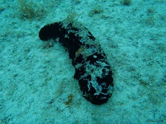 Holothuria mexicana