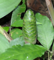 Costus dirzoi