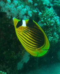 Chaetodon fasciatus