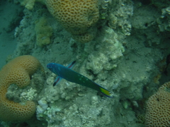 Thalassoma lunare
