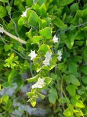 Jacquemontia cayensis