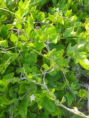 Jacquemontia cayensis