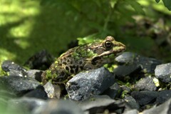Pelophylax ridibundus