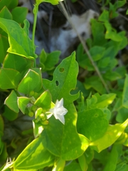 Jacquemontia cayensis