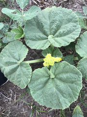 Ibicella lutea