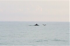 Tursiops truncatus ponticus