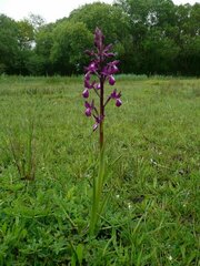 Anacamptis laxiflora