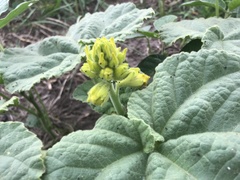 Ibicella lutea