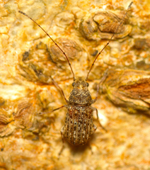 Anthribidae